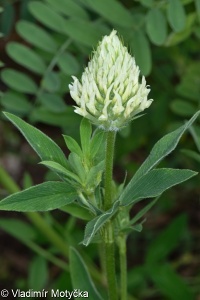 Trifolium pannonicum – jetel panonský