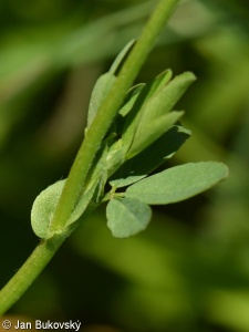 Trifolium patens
