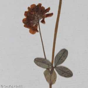 Trifolium patens – jetel otevřený