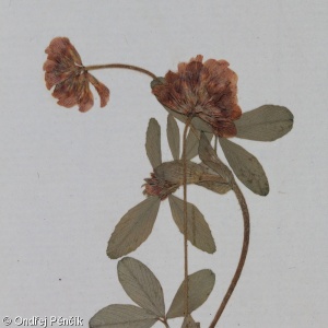 Trifolium patens – jetel otevřený