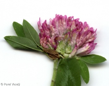Trifolium pratense – jetel luční