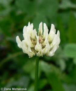 Trifolium repens – jetel plazivý