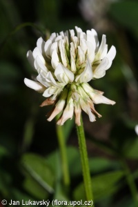 Trifolium repens – jetel plazivý