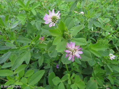 Trifolium resupinatum – jetel zvrácený