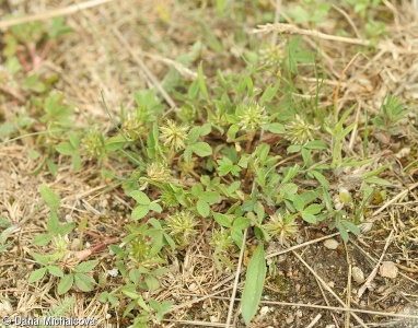 Trifolium retusum – jetel malokvětý