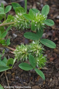 Trifolium retusum – jetel malokvětý