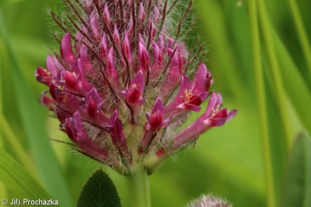 Trifolium rubens – jetel červenavý