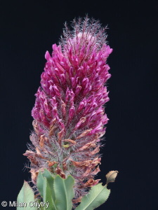 Trifolium rubens – jetel červenavý