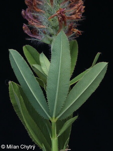 Trifolium rubens