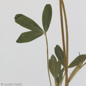 Trifolium squamosum – jetel šupinatý