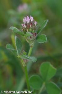 Trifolium striatum – jetel žíhaný