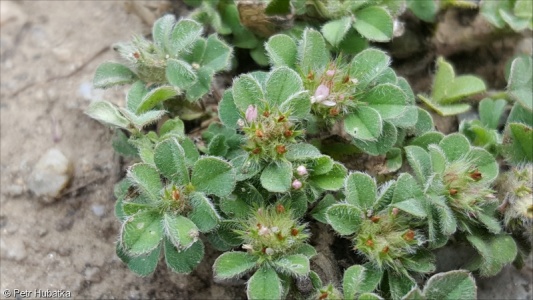 Trifolium striatum