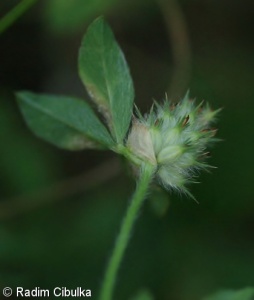 Trifolium striatum – jetel žíhaný