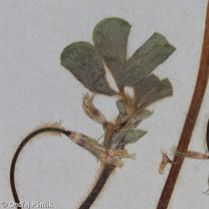 Trifolium subterraneum – jetel podzemní