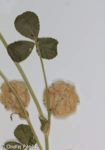 Trifolium tomentosum – jetel plstnatý