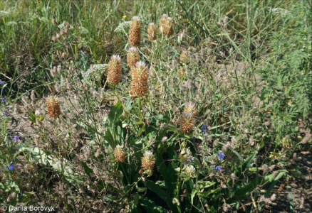 Trifolium vesiculosum – jetel měchýřkatý