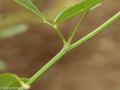 Trigonella caerulea – pískavice modrá