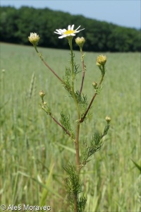 Tripleurospermum inodorum &ndash; heřmánkovec nevonný