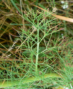 Tripleurospermum inodorum – heřmánkovec nevonný