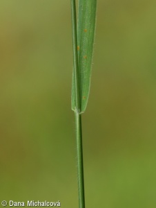 Trisetum flavescens – trojštět žlutavý