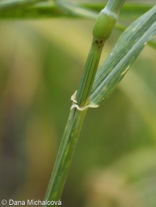 Triticum aestivum Aestivum Group – pšenice