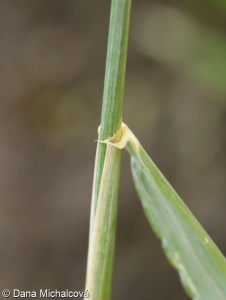 Triticum turgidum – pšenice naduřelá