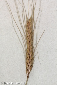 Triticum monococcum – pšenice jednozrnka