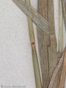 Triticum monococcum – pšenice jednozrnka