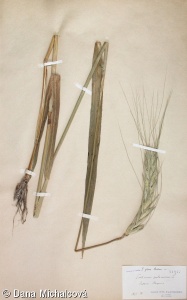Triticum turgidum Polonicum Group – španělská pšenice
