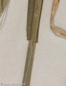 Triticum turgidum – pšenice naduřelá