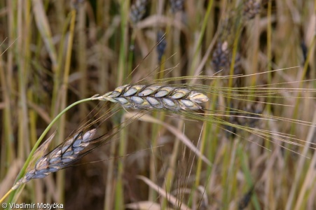 Triticum turgidum Polonicum Group – španělská pšenice