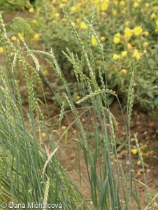 Triticum aestivum – pšenice setá