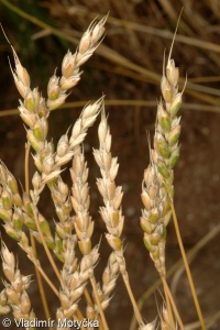 Triticum aestivum – pšenice setá