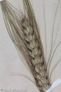 Triticum turgidum Turgidum Group – naduřelá pšenice