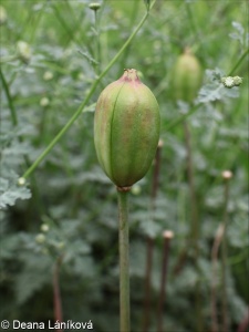 Tulipa sylvestris – tulipán planý