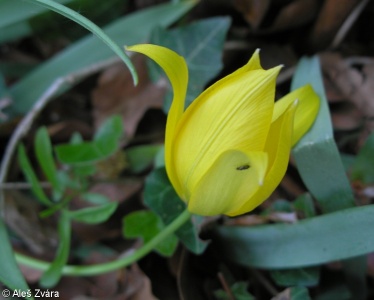 Tulipa sylvestris – tulipán planý
