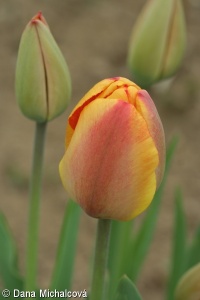 Tulipa ×gesneriana – tulipán zahradní