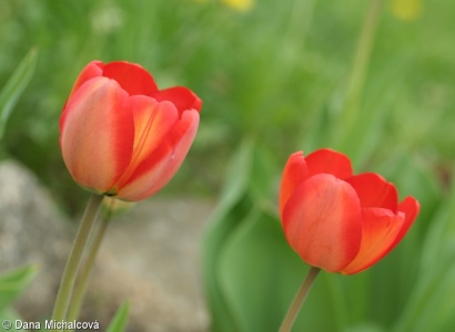 Tulipa ×gesneriana – tulipán zahradní