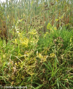 Turgenia latifolia – štětináč širolistý