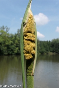 Typha latifolia – orobinec širokolistý
