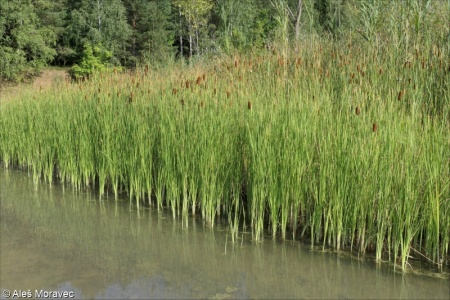 Typha laxmannii – orobinec sítinovitý