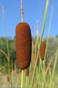 Typha laxmannii – orobinec sítinovitý