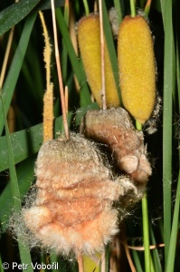 Typha laxmannii – orobinec sítinovitý