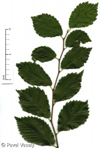 Ulmus minor – jilm habrolistý