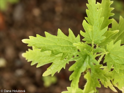 Urtica cannabina