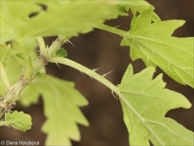 Urtica cannabina