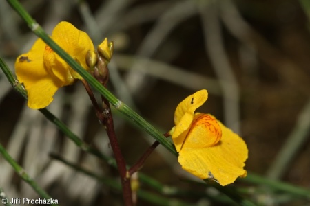 Utricularia australis – bublinatka jižní