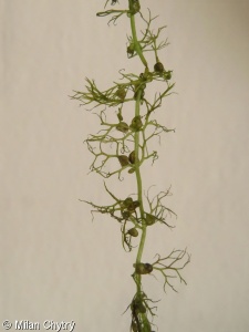 Utricularia vulgaris agg. – okruh bublinatky obecné