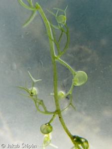 Utricularia minor – bublinatka menší