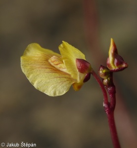 Utricularia minor – bublinatka menší